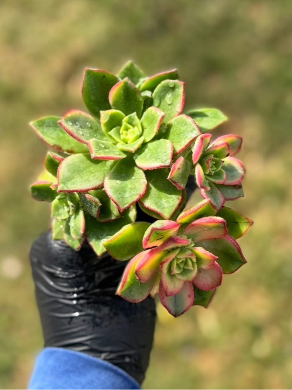 Aeonium "Kiwi"  Succulent Plant - Picture 8 of 17
